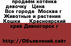 продаём котёнка девочку › Цена ­ 6 500 - Все города, Москва г. Животные и растения » Кошки   . Красноярский край,Дивногорск г.